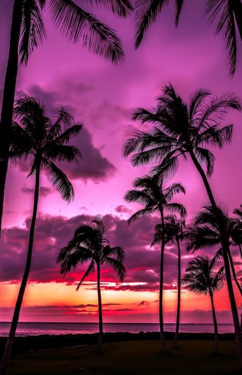 Purple Sunset, The Ocean, Palm Trees, Hawaii, Trees, Purple, Pink