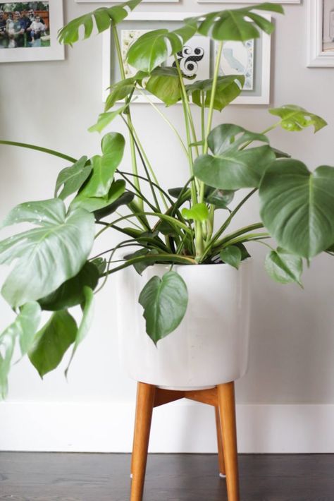 Have a monstera? This fun plant with swiss cheese leaves is the perfect addition to any home. Check out all my Monstera Plant Care tips! Monstera Plant Care, Plants Monstera, Brown Tips, Monstera Plants, Tattoo Plant, Low Light Indoor Plants, Amazing Plants, Large Indoor Plants, Plant Mama