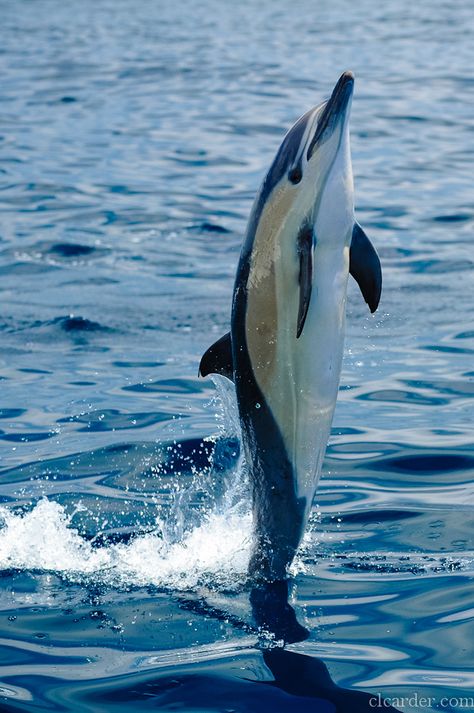 https://flic.kr/p/dkQxUC | Short-beaked common dolphin (delphinus delphis) | Short-beaked common dolphin (Delphinus delphis) off the coast of southern California. Ocean Mammals, Common Dolphin, Sea Mammal, Fauna Marina, Water Creatures, Waves Ocean, A Dolphin, Water Animals, Underwater Creatures