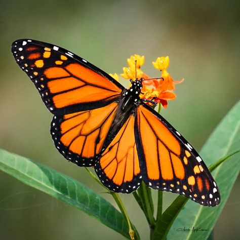 Monarch Butterfly Painting Acrylic, Monarch Butterfly Photography, Macro Art, Monarch Fairy, Monarch Butterfly Watercolor, Butterfly Monarch, Butterfly Colors, Monarch Butterflies, Monarch Butterfly Aesthetic