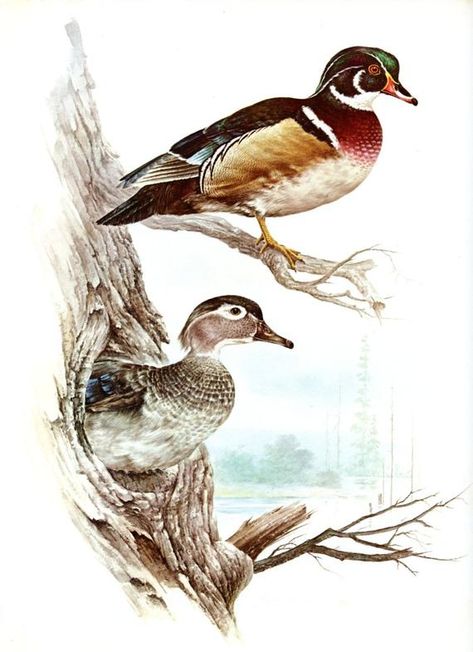 Wood Duck Tattoo, Waterfowl Art, Duck Stamp, Flying Ducks, Duck Tattoos, Duck Photo, Wild Duck, Limited Edition Book, Hunting Art