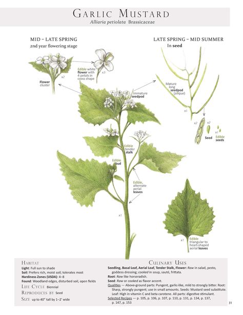 Garlic Mustard Plant Identification page from our book Foraging & Feasting: A Field Guide and Wild Food Cookbook by Dina Falconi; illustrated by Wendy Hollender.  http://bit.ly/1Auh44Q Plant Grimoire, Garlic Mustard Plant, Wendy Hollender, Herb Medicine, Food References, Garlic Mustard, Mustard Plant, Wild Lettuce, Nature Journaling