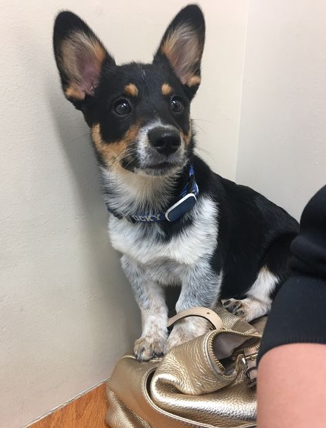 Ruger the Cowboy Corgi. (Mini Blue Heeler, Corgi Mix) ❤️ Corgi Blue Heeler, Blue Heeler Corgi Mix Puppy, Corgi Aussie Mix, Corgi Mix Puppies, Cowboy Corgi, Corgi Mix, Cute Corgi, Puppies And Kitties, Blue Heeler