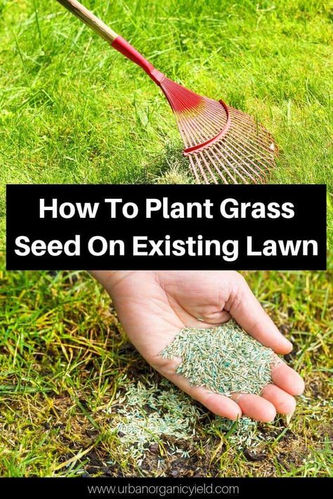 Grass Planting Ideas, How To Over Seed Your Lawn, Grass Maintenance Lawn Care, Lawn Maintenance Tips, How To Lay Grass Seed, Green Grass Tips Lawns, Can You Plant Grass Seed In The Fall, Over Seeding Lawn Spring, Green Lawn Tips Yards