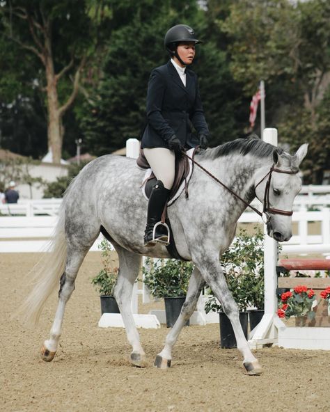 cutest gray🕊️ - - - - #equestrian #equine #horseriding #horsepower #showhunter #showhorse #hunter #hunterjumper #jumpers #ponys #ponysofinstagram #horsesofinstagram #rancho #horse #equestrianlife #equestrians #equitation #showring #eeshowstable #dovehollowequestriancenter Hunter Jumper Aesthetic, Horse Hunter Jumper, Pony Hunters, Jumper Aesthetic, Hunter Jumper Horses, Jumping Horses, Hunter Horse, Equestrian Photography, Show Jumping Horses