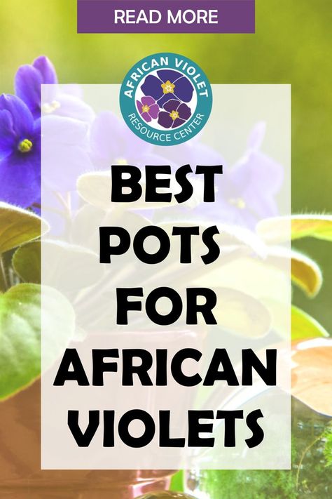 African Violet Display Ideas, African Violets Care, Gardening Inside, African Violet Care, Christmas Cactus Care, Indoor Orchids, African Violet Pots, Flowering Succulents, African Violets Plants