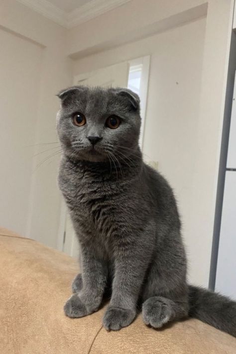 Scottish Cat, Very Cute Animals, Playstation Controller, Dream's Cat, Scottish Fold, Cat Aesthetic, Cute Animal Photos, Pretty Cats, Animal Photo