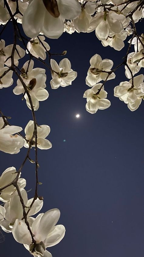 Flower And Moon Aesthetic, Spring Nights Aesthetic, Blue Spring Wallpaper Iphone, Night Flower Aesthetic, Flowers At Night Aesthetic, Moon Background Wallpapers, Spring Night Aesthetic, Moon Flower Wallpaper, Night Flowers Aesthetic