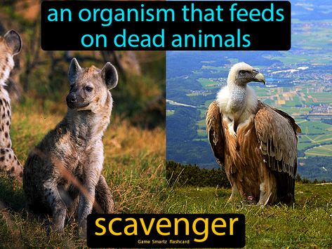 Scavenger definition: An organism that feeds on dead animals. Scavengers Animal, Scavenger Animals, Dead Animals, Energy Pyramid, Seed Dispersal, Food Web, Easy Science, Types Of Animals, Living Things