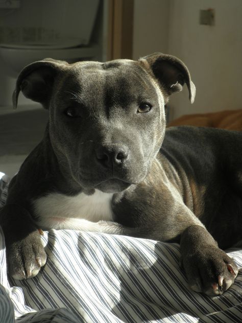 Bailey, 6 months, Staffordshire Bull Terrier, Staffie Staffordshire Bull Terrier Aesthetic, American Staffordshire Bull Terrier, Staffy Dog, Pitt Bull, Cutest Dog Ever, Cutest Dogs, Dalmatian Dogs, American Staffordshire, Staffordshire Bull Terrier