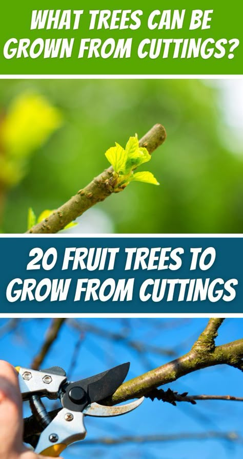 How To Propagate Fruit Trees, Propagating Fruit Trees, Fruit Tree Grafting, Fastest Growing Fruit Trees, Grow Trees From Cuttings, Growing Plants From Cuttings, Propagating Apple Trees From Cuttings, Propagating Trees From Cuttings, Growing Fruit Trees From Seed