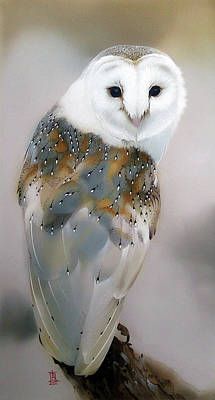 Barn Owl by Alina Oseeva | Owl spirit animal, Barn owl, Owl Owl Photography, Owl Photos, Owl Pictures, Beautiful Owl, Bird Pictures, Exotic Birds, Pretty Birds, Barn Owl, Colorful Birds