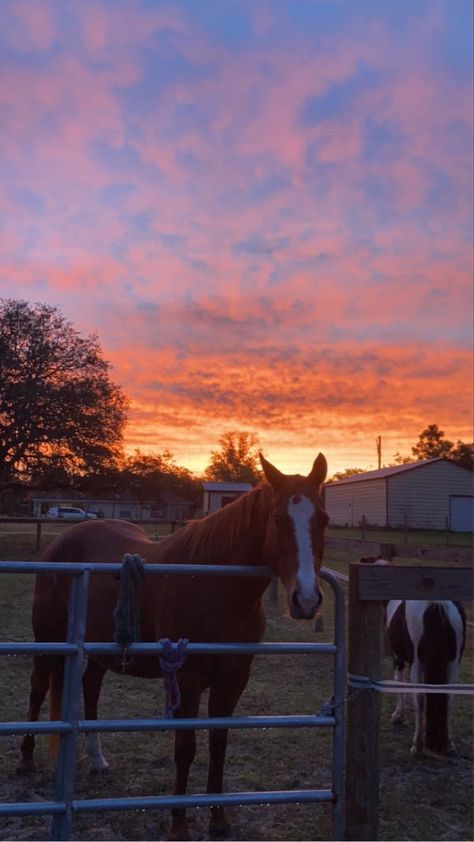 Horse Sunset Sunrise Equestrian Wallpaper, Horses Sunset, Horse Lifestyle, Riding Aesthetic, Horse Sunset, Desert Horse, Horse Background, Horse Riding Aesthetic, Dream Things