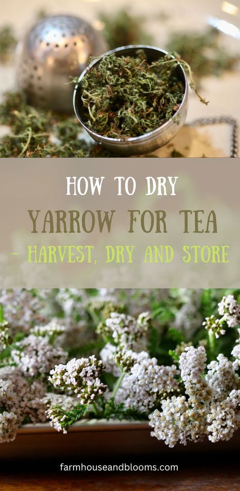 two pictures, one of dried yarrow in a tea ball, and one of yarrow flowers Yarrow Uses, Yarrow Tincture, Yarrow Tea, Herbal Properties, Drying Fresh Herbs, Herbal Tea Garden, Wild Food Foraging, Medicinal Herbs Garden, Medicinal Tea