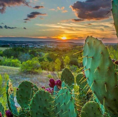 Desert Beauty Texas Landscape, Desert Beauty, Texas Sunset, Foto Art, Texas Hill Country, Hill Country, Sunrise Sunset, Cactus Plants, Beautiful World