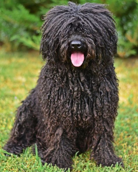 Dog Breed ➡️ HUNGARIAN #PULI From @drazse.the.puli 🐶 Drazse 11,5 years old ♂ Country 🇭🇺 #hungary #arispedigree Hungarian Puli Dog, Hungarian Puli, Puli Dog, Hungarian Dog, Dog Types, Dog Breeds Pictures, Black Dogs, All Breeds Of Dogs, Animal Ideas