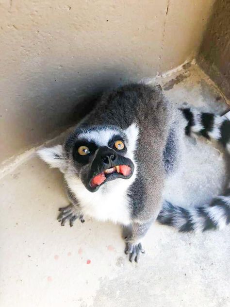 Ringtail Lemur, Baby Lemur, Animal Expressions, I'm Angry, Biology Major, Angry Animals, Fennec Fox, Animal Doodles, Petting Zoo