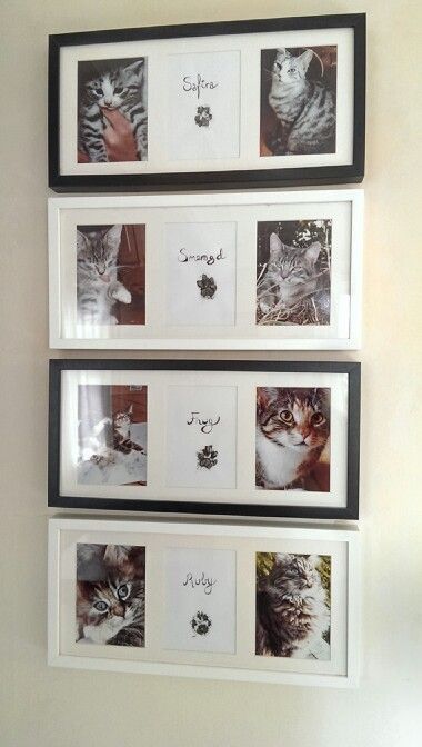 Pet Photo Wall Ideas, Pet Photo Wall, Pet Memorial Wall In Home, Pet Frames Ideas, Pet Apartment Ideas, Cat Keepsake Ideas, Diy Cat Memorial Ideas, Pet Picture Wall Ideas, Cat Gallery Wall