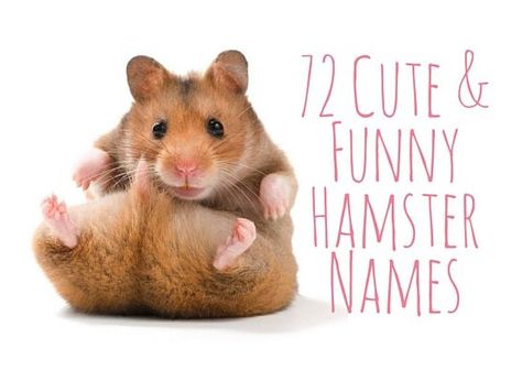 72 Cute and Funny Hamster Names Fancy Bear Hamster, Hamster Names Boy, Funny Pet Names, Hamster Cage Ideas, Robo Hamster, Hamster Names, Hamster Life, Baby Hamster, Class Pet