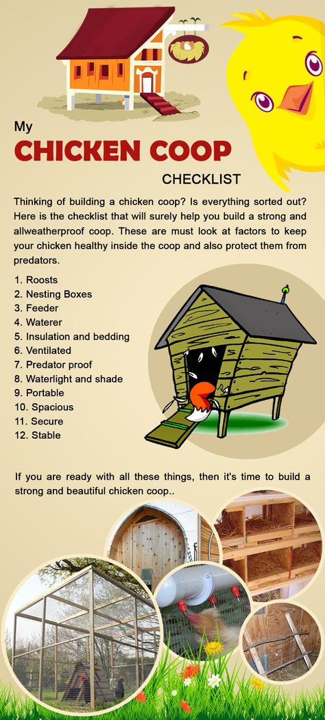 What You Need For Chickens, What Do Chickens Need In A Coop, Chicken Coop 4 Chickens, Necessities For Chicken Coop, Amazon Chicken Coop, Chicken Coop Care, Chicken Coop Needs, Safe Paint For Chicken Coop, Chicken Coop For 2 Hens