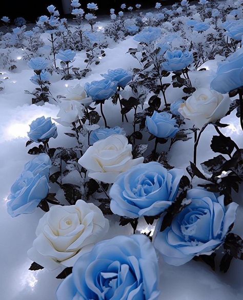 Frozen Flowers Aesthetic, Blue Snow Wallpaper, Blue Snow Aesthetic, Frozen Roses, Ice Flowers, Pretty Flowers Pictures, Blue Roses Wallpaper, Frozen Rose, Light Blue Roses