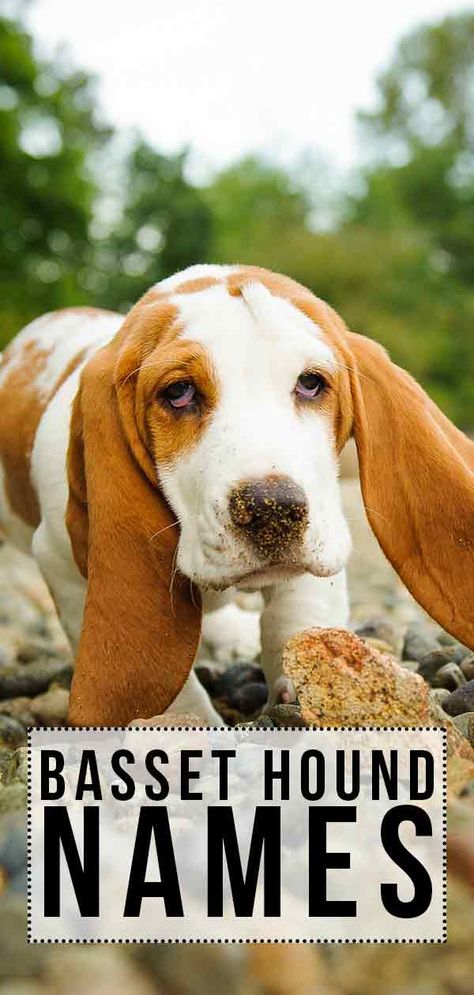 Basset Hound Names - 200 Ideas For Your New Hound Fun Facts About Dogs, Names Dog, Basset Puppies, Hound Dog Breeds, Puppies Pictures, Best Dog Names, Images Cartoon, Droopy Eyes, Basset Hound Puppy