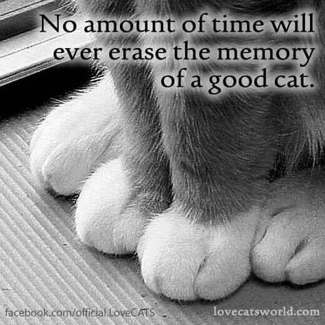 Love my Dolly and Reba, so very much, but I miss my Zen Gato, Frankie, always ....  >^•^< Game Mode, Kitty Love, Cat Quotes, Here Kitty Kitty, I Love Cats, Pet Stuff, Kitty Kitty, Cats Meow, Animal Love