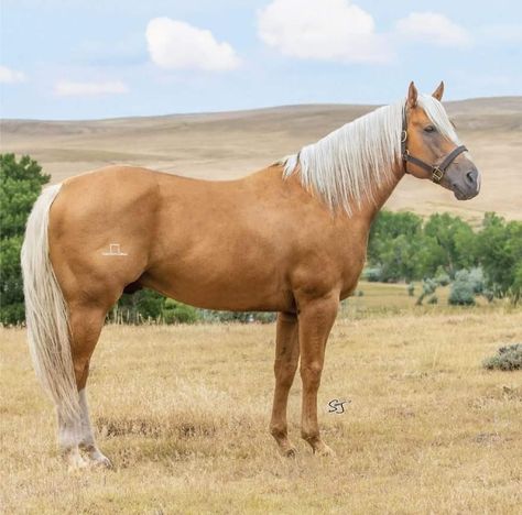 Appolusa Horse, Horse Palomino, Horse Markings, Palomino Horse, Barrel Racer, American Quarter Horse, Horse Drawings, Triple Crown, Horse Coloring