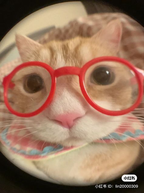 Iphone Wallpaper Hd Black, Kitten Images, Cats Pictures, Cat Profile, Kitty Pryde, Wallpaper Flower, Red Glasses, 사진 촬영 포즈, Silly Cats Pictures