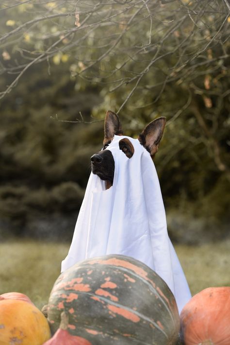 Ghost halloween dog german shepherd Ghost Sheet Photoshoot With Dog, Dog Sheet Ghost Photoshoot, Ghost Family Photoshoot With Dog, Dog Ghost Photoshoot, Dog And Human Ghost Photoshoot, Ghost Photoshoot With Dog, Diy Ghost Dog Costume, Ghost Dog Aesthetic, Dog Ghost Costume