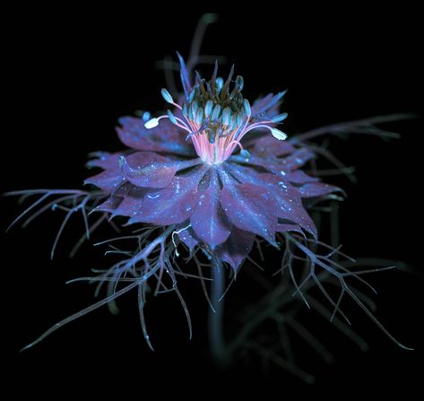 Plant Manipulate, Vivisteria Flower Elemental, Beautiful But Deadly Flowers, Feminine Nature Aesthetic, Bioluminescence Plants, Magical Plants Art, Flowers Concept Art, Horror Plants, Mutated Plants