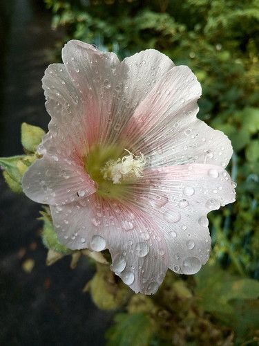 Flowers After Rain, Rainy Flowers, Wet Flowers, Spring Rain, After The Rain, Gcse Art, Baby Bird, Rain Drops, Water Drops