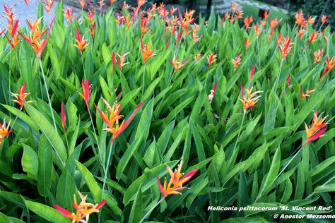 Heliconia Psittacorum, Heliconia Plant, Heliconia Flower, Planting Succulents Indoors, Front Garden Landscape, Tropical Backyard, St Vincent, House Plants Indoor, Bulb Flowers