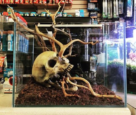 Cool Snake Enclosures, Snake Terrarium Ideas, Cool Fish Tank Ideas, Skull Aquarium, Tarantula Terrarium, Skull Terrarium, Vivarium Ideas, Tarantula Enclosure, Fish Tank Ideas