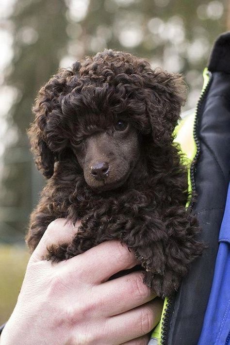 Brown Poodle, Poodle Cuts, Toy Poodles, Poodle Grooming, Tea Cup Poodle, Poodle Puppies, French Poodles, Dog Exercise, Rottweiler Puppies