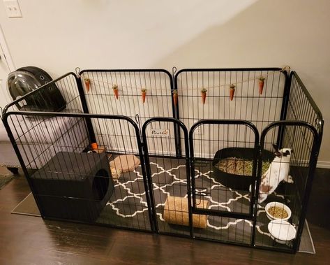 Rabbit Playpen Indoor, Bunny Playpen Ideas, Outside Bunny Cages, Rabbit Playpen Ideas, Bunny Indoor Set Up, Rabbit Set Up, Indoor Rabbit Cage Ideas, Bunny Set Up, Pet Bunny Set Up