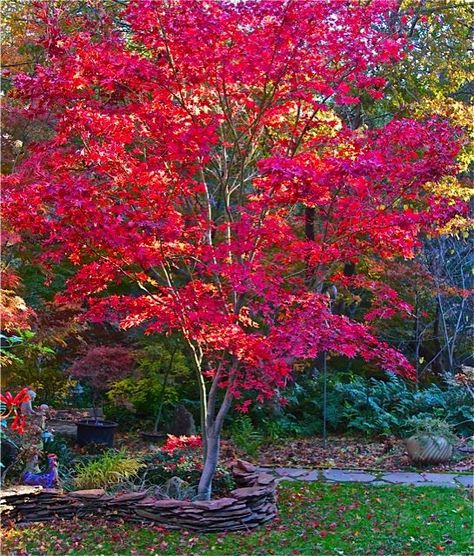 Fireglow Japanese maple is one of the best upright Japanese maple trees for hot sun exposure. Its autumn foliage is always magnificent.  Read more: http://www.finegardening.com/collaboration-nature#ixzz3uJj8w7EX Follow us: @finegardening on Twitter | FineGardeningMagazine on Facebook Yard Trees, Gardening Magazine, Fine Gardening Magazine, Magnolia Gardens, Japanese Maples, Maple Trees, Japanese Maple Tree, Autumn Foliage, Beautiful Trees