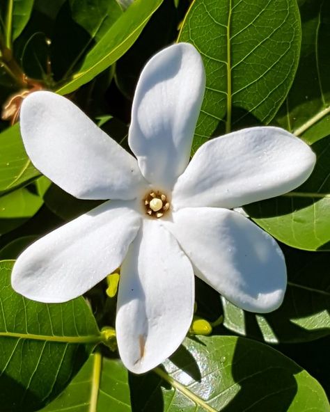 Tiaré tahiti | (Gardenia tahitensis) fr.wikipedia.org/wiki/T… | Flickr Tiare Flower, French West Indies, French Polynesia, Bora Bora, West Indies, South Pacific, Tahiti, Art Project, Pretty Flowers