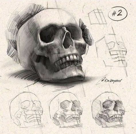 Rim Umyarov, Human Skull Drawing, Skull Anatomy, Skull Reference, Skull Sketch, Skull Art Drawing, Skulls Drawing, Art Basics, Human Anatomy Art