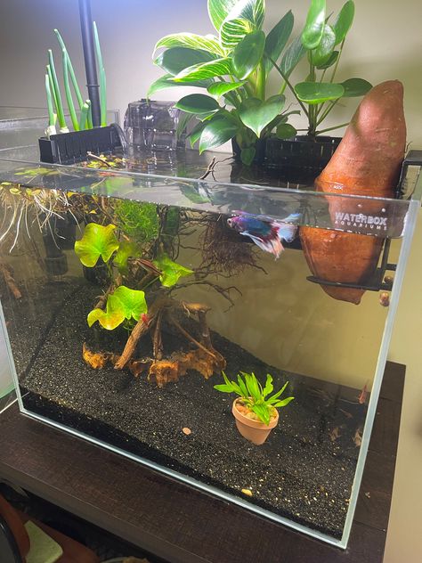 Mini Aquarium Aesthetic, Pot Aquarium, Aquarium And Plant Room, Planted Cube Aquarium, Aquarium Mini, Fish Tank Aquaponics, Mini Aquarium, Aquarium Terrarium, Fish Tank Themes