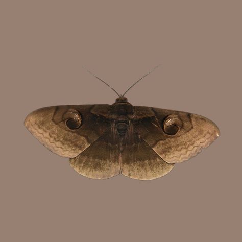 Brown Moth Aesthetic, Moth Background, Moth Pfp, Moth Brown, Beige Png, Moth Aesthetic, Moth Wallpaper, Moth Girl, Brown Bugs