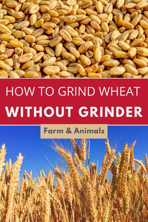 Grinding Wheat Berries, How To Grind Your Own Wheat, Grinding Wheat For Bread, Milling Grains, Diy Flour, Hard Tack, Farm Crops, Growing Wheat, How To Make Flour