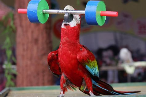 Animals, algorithms, and obstacle courses: Welcome to the A.I. Olympics | Digital Trends Homemade Bird Toys, Parrot Training, Talking Parrots, Parrot Pet, Funny Parrots, Bird Gif, Parrot Toys, Fast Facts, Dog Hacks