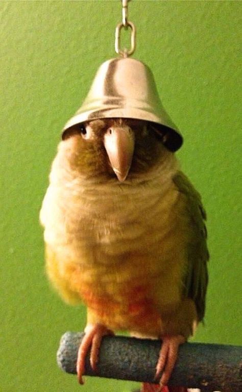 . Conure Bird, Conure Parrots, Funny Parrots, Bird Care, Parrot Bird, Funny Birds, Bird Pictures, Exotic Birds, Pretty Birds