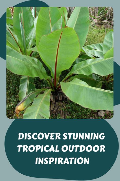 Large tropical plant with vibrant green leaves in an outdoor setting. Tropical Garden Uk, Unique Landscaping Ideas, Hawaii Garden, Unique Landscaping, Tropical Garden Plants, Garden Uk, Tropical Outdoor, Succulent Tree, Architectural Plants