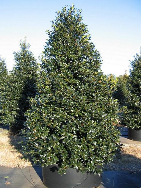 Nellie Stevens Holly, Green Giant Arborvitae, Holly Plant, Leyland Cypress, Holly Tree, Front Landscaping, Garden Design Plans, Garden Tours, Landscaping Plants