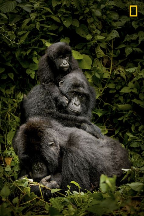 Geographic Wallpaper, Wallpaper Hd Nature, National Geographic Wallpaper, Human Extinction, Gorilla Tattoo, Wild Animals Photography, Earth Planet, Mountain Gorilla, Nature Photographer