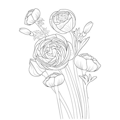 Ranunculus Flower Drawing, Ranunculus Line Drawing, Ranunculus Drawing Simple, Ranunculus Sketch, Ranunculus Illustration, Ranunculus Drawing, Ranunculus Tattoo, Printable Drawings, Ranunculus Flower