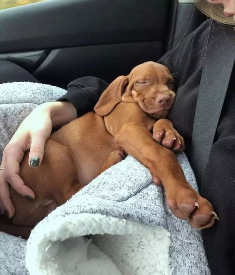 Hungarian Vizsla, Vizsla Dogs, Vizsla Puppies, Pretty Dogs, Cuddle Buddy, Puppy Lover, Baby Dogs, Spirit Animal, I Love Dogs