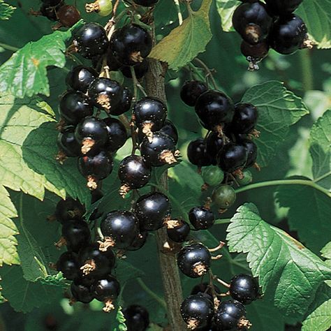 Currant Bush, Gooseberry Plant, Berry Plants, Berry Bushes, Scandinavian Food, Danish Food, Edible Landscaping, Black Currant, Black Currants